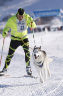 Lenk 2013